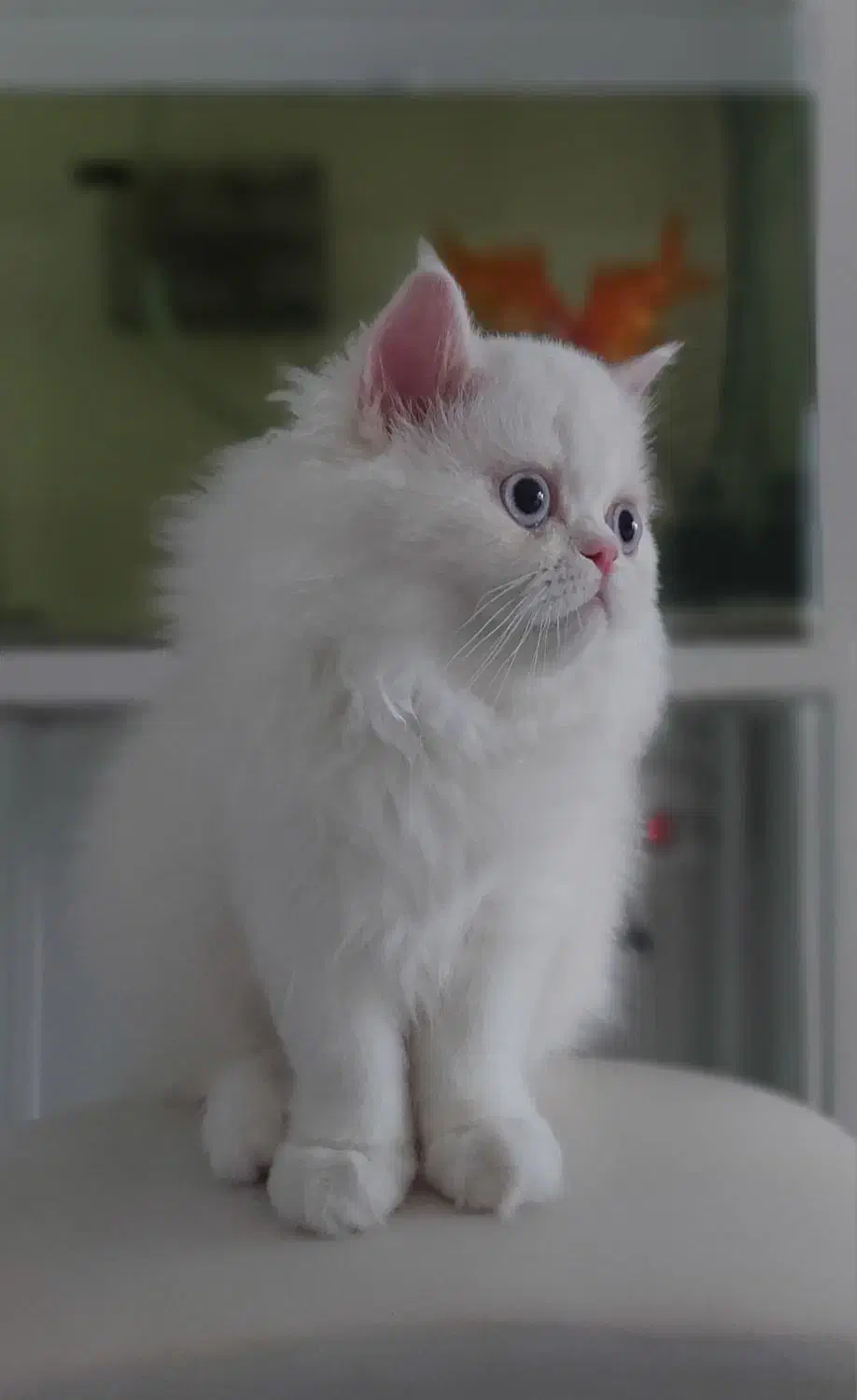 گربه پرشین نر سوپرفلت|گربه|رشت, پل تالشان|دیوار