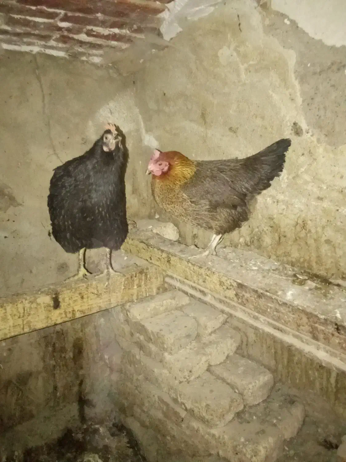 مرغ محلی چند رنگ|حیوانات مزرعه|قدس, شهرقدس|دیوار