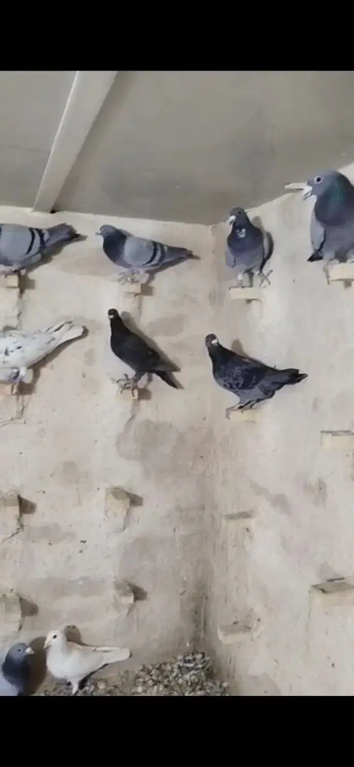 28تا کبوتر پلاکی پرشی|پرنده|داراب, |دیوار