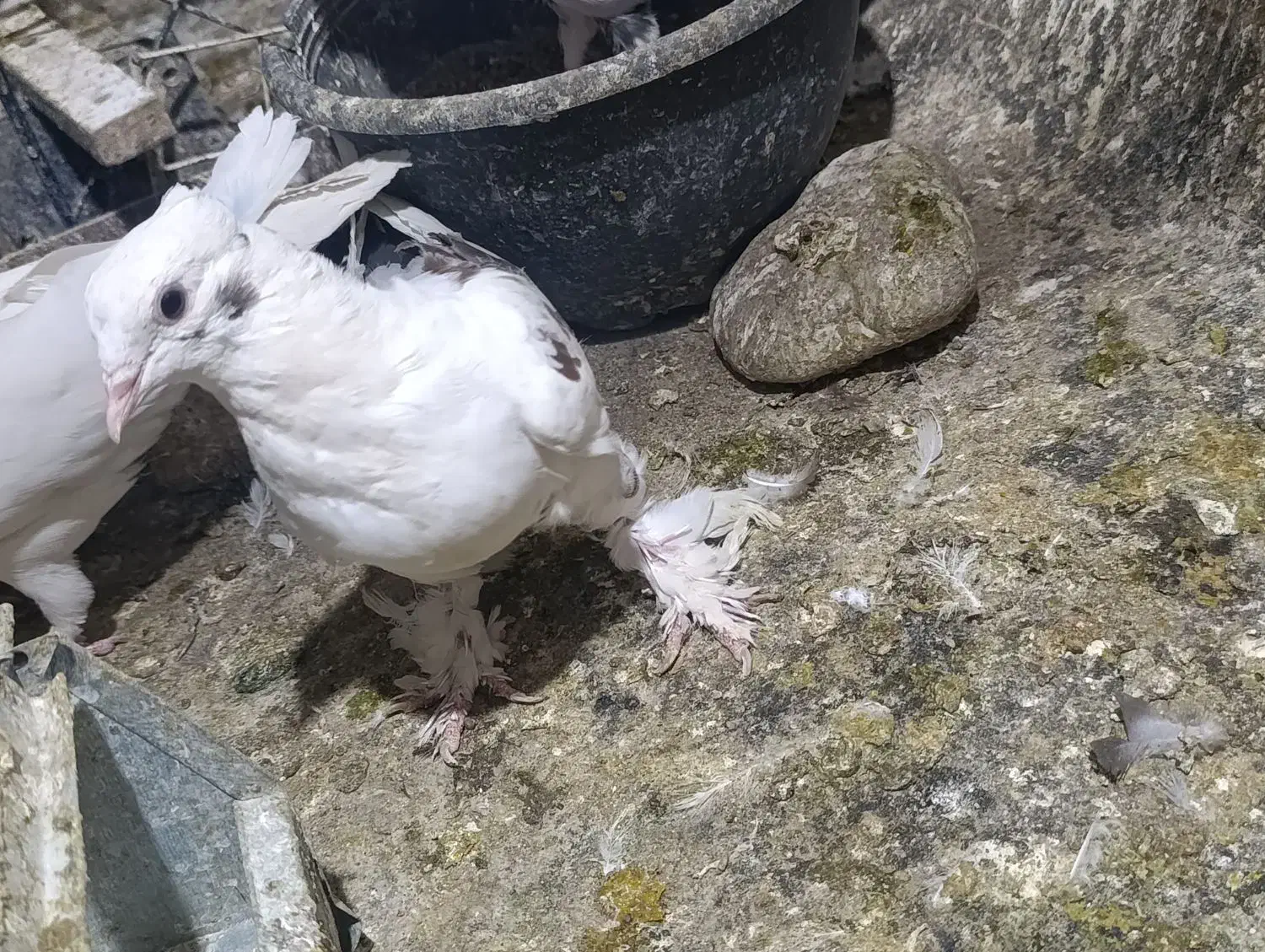 کفتر زینتی|پرنده|قم, نیروگاه|دیوار