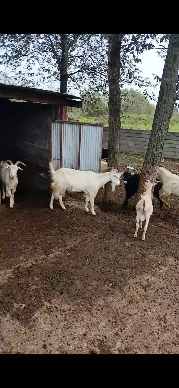 بز سانن دورگ|حیوانات مزرعه|املش, |دیوار