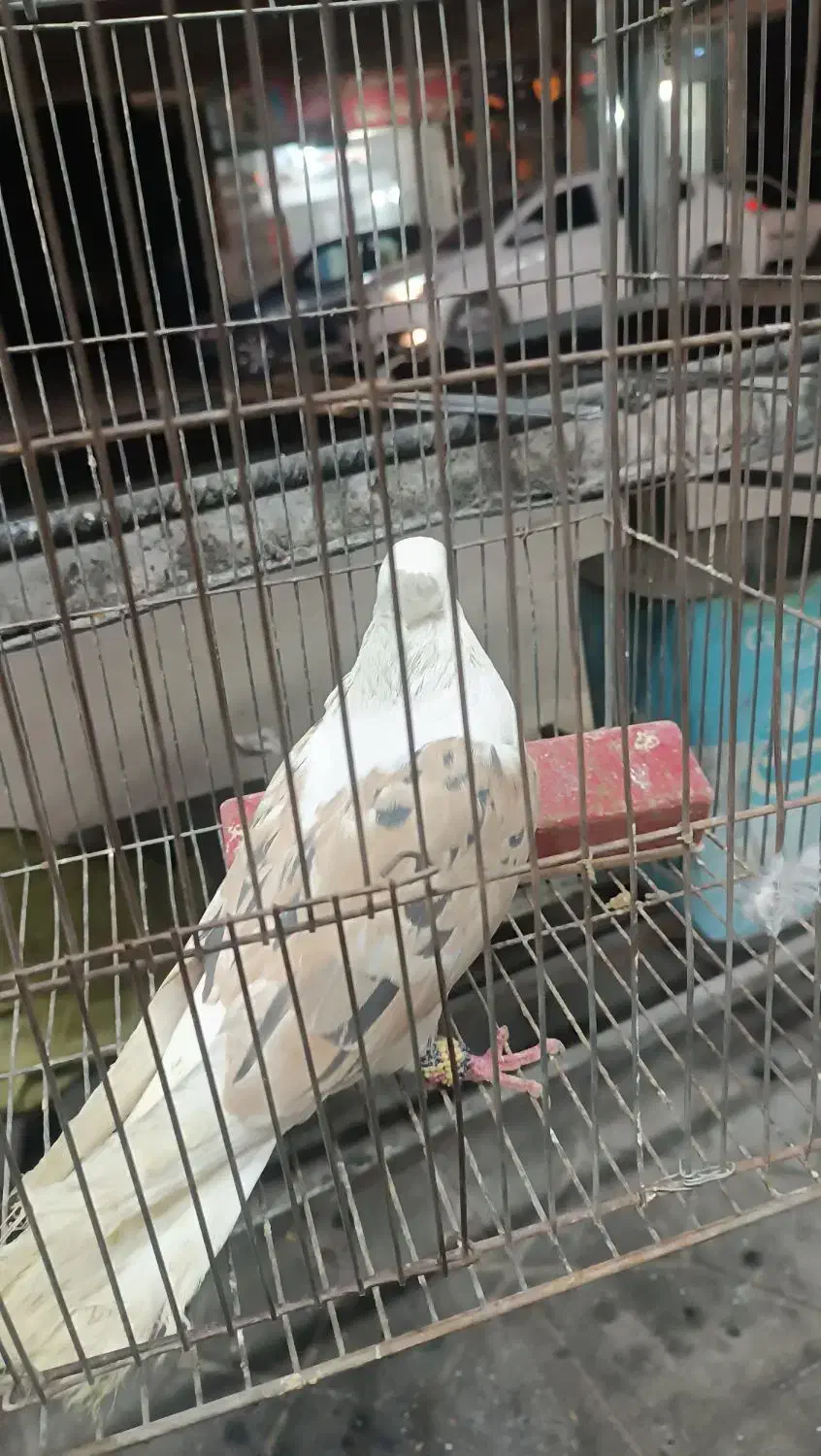 گومشده مژدگانی بگیر|حیوانات|یاسوج, |دیوار