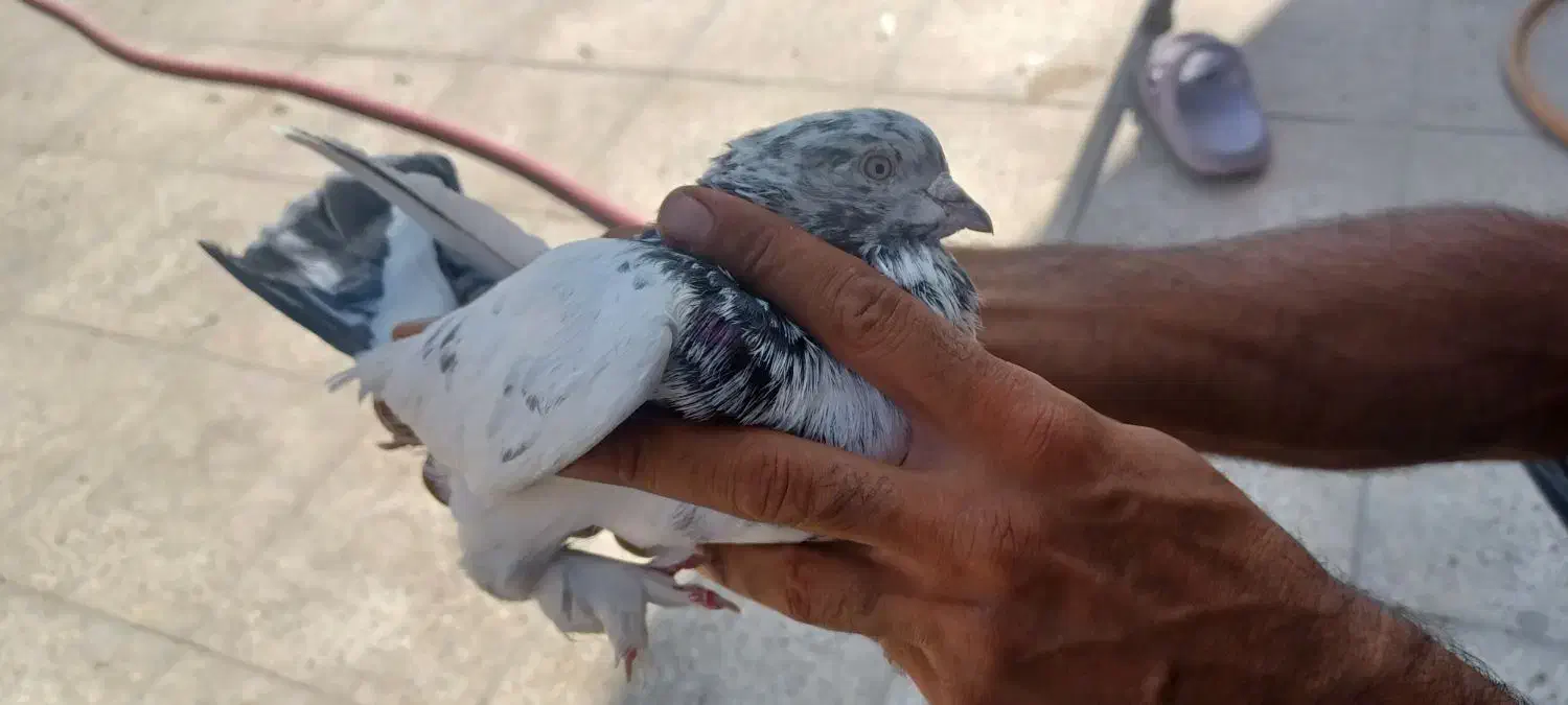 کبوتر پرشی|پرنده|اسلام‌شهر, شهرک لاله|دیوار