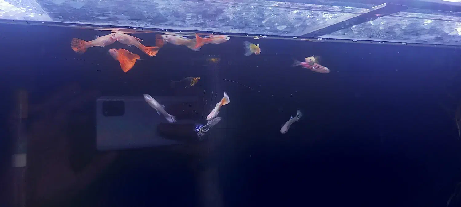 ما هی|ماهی|کرمانشاه, |دیوار