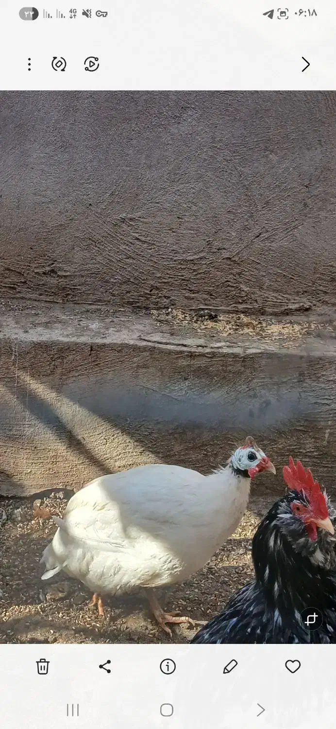 مرغ شاخدار و خروس گلین|حیوانات مزرعه|نمین, |دیوار