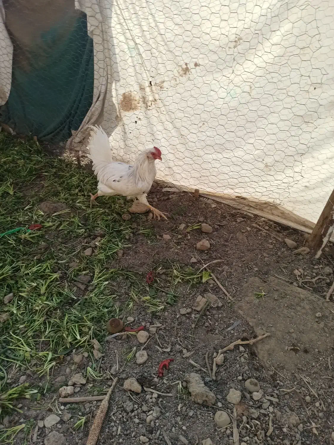 نیمچه گلین و تخم مرغ گلین|حیوانات مزرعه|بهارستان, |دیوار