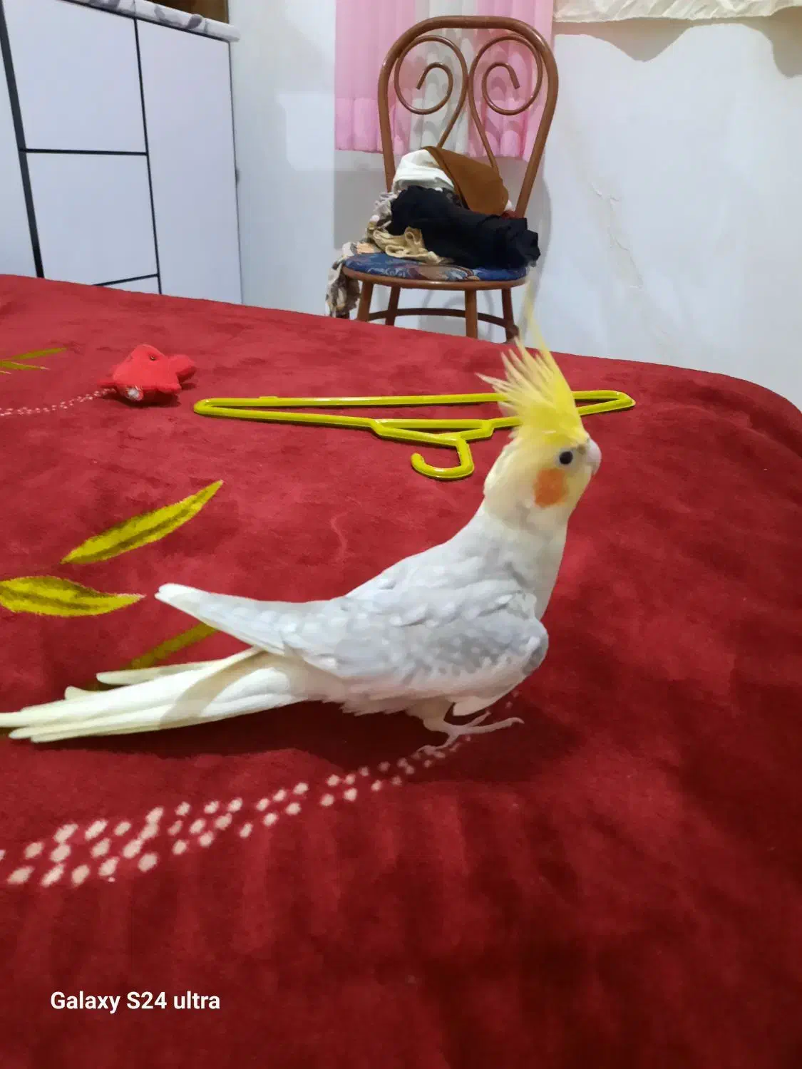 طوطی عروس با قفس|پرنده|رشت, عینک|دیوار