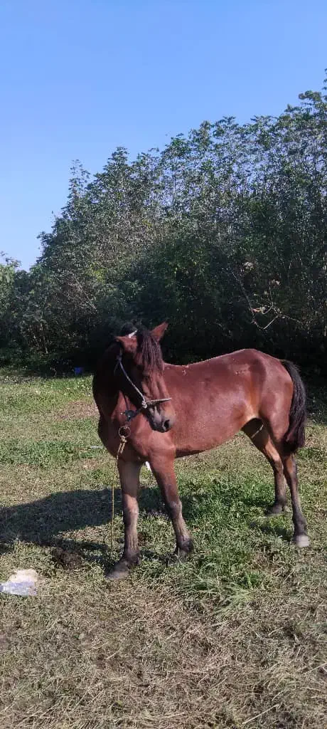 نگر داشت گاو واسب با شرایط آلی هست کیاشهر|خدمات پیشه و مهارت|کیاشهر, |دیوار