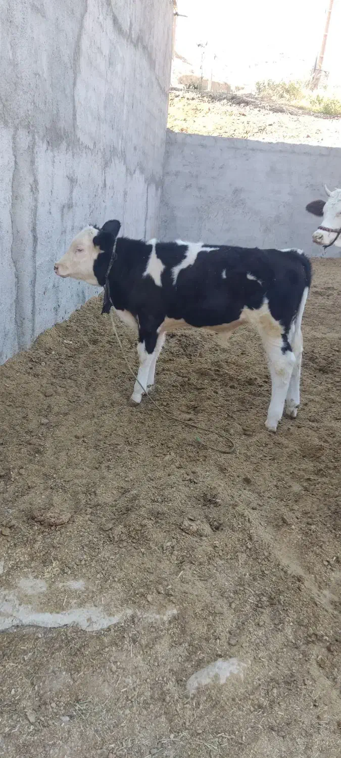 گوساله|حیوانات مزرعه|دره شهر, |دیوار