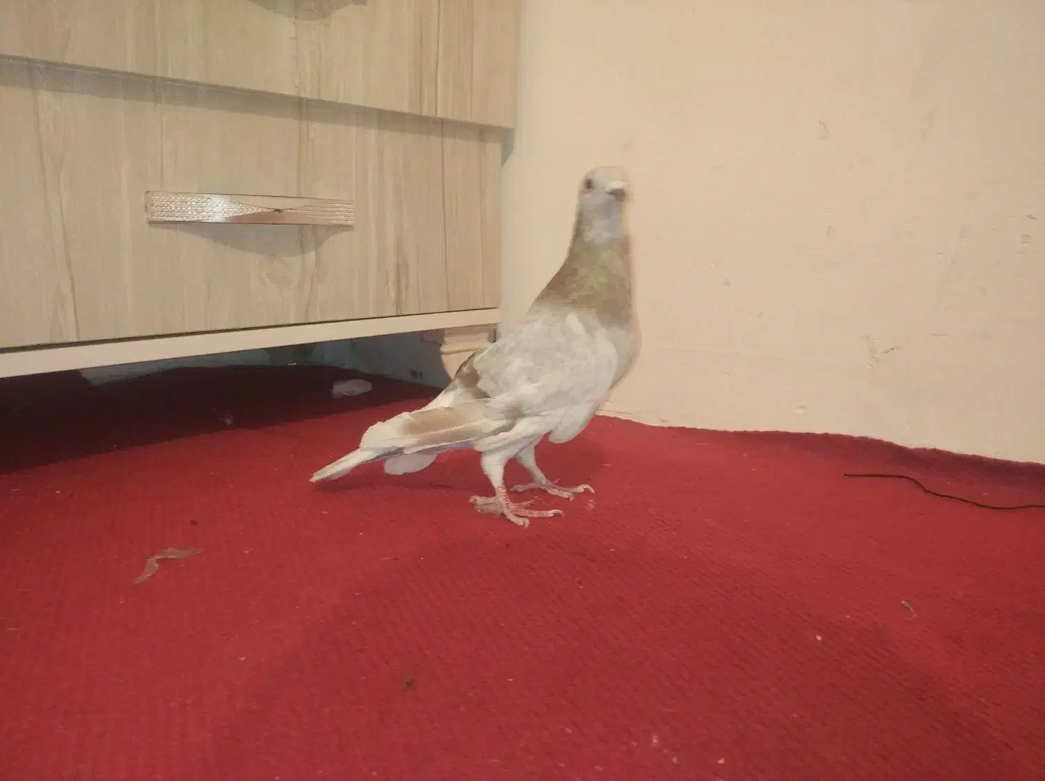 کبوتر پلاکی  مسافتی صحرای .قوره ای روشن|پرنده|سنندج, |دیوار