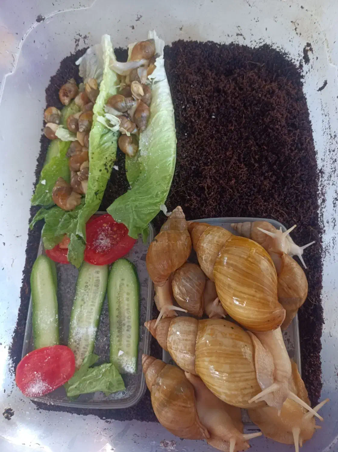 جوجه حلزون ..سرحال تغذیه سالم|خزنده|تهران, صاحب الزمان|دیوار