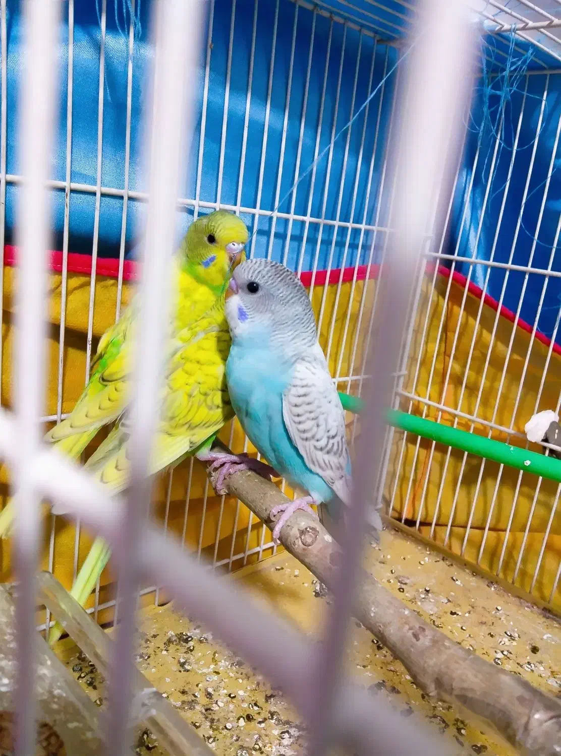 جوجه مرغ عشق دستی|پرنده|مشهد, توس (بلوار توس)|دیوار