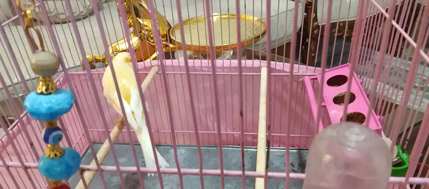 قناری نر سوپری درشت|پرنده|تهران, قصر فیروزه ۱|دیوار