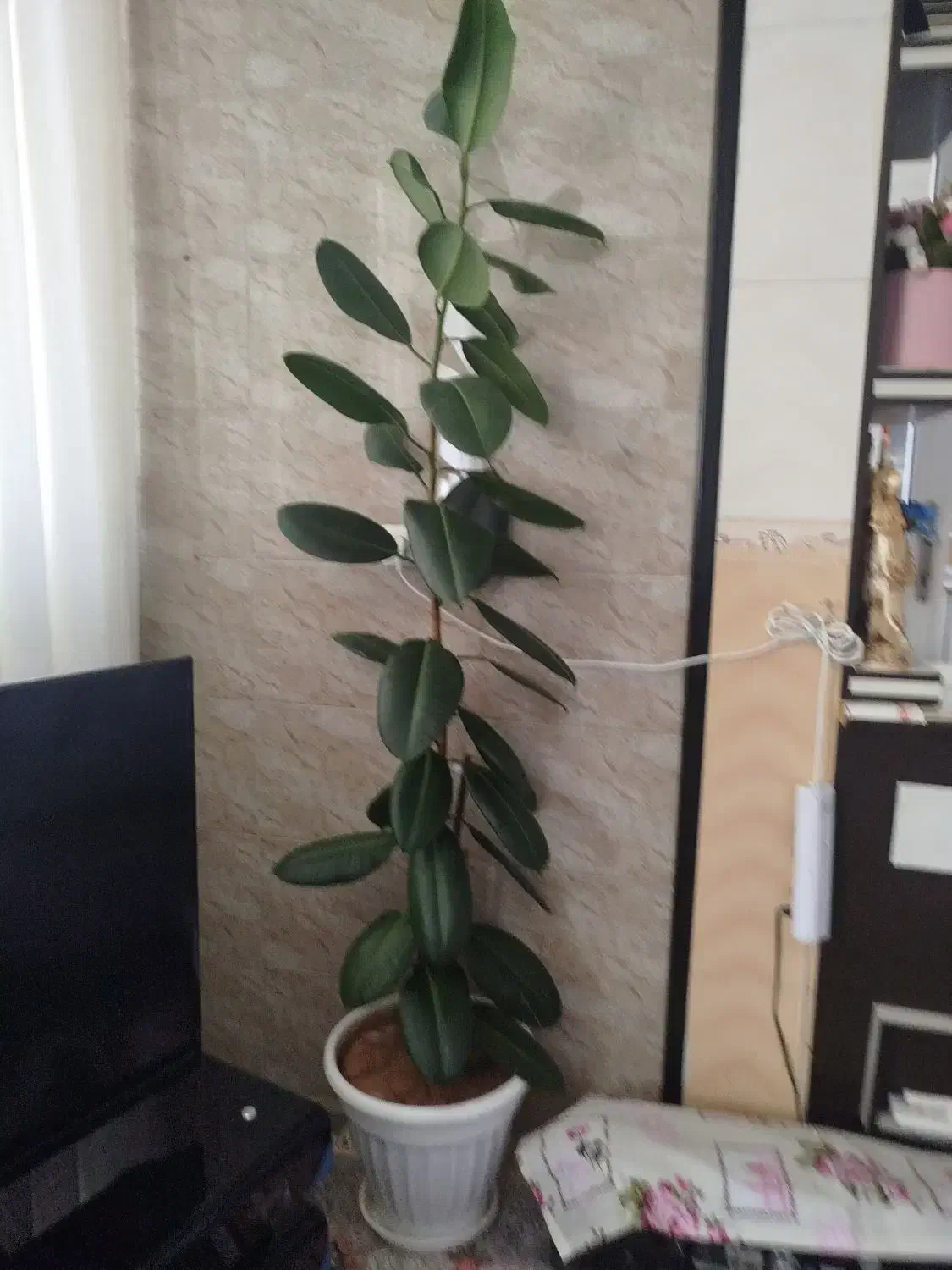 فروش گیاهان اپارتمانی|گل و گیاه طبیعی|شهرکرد, |دیوار