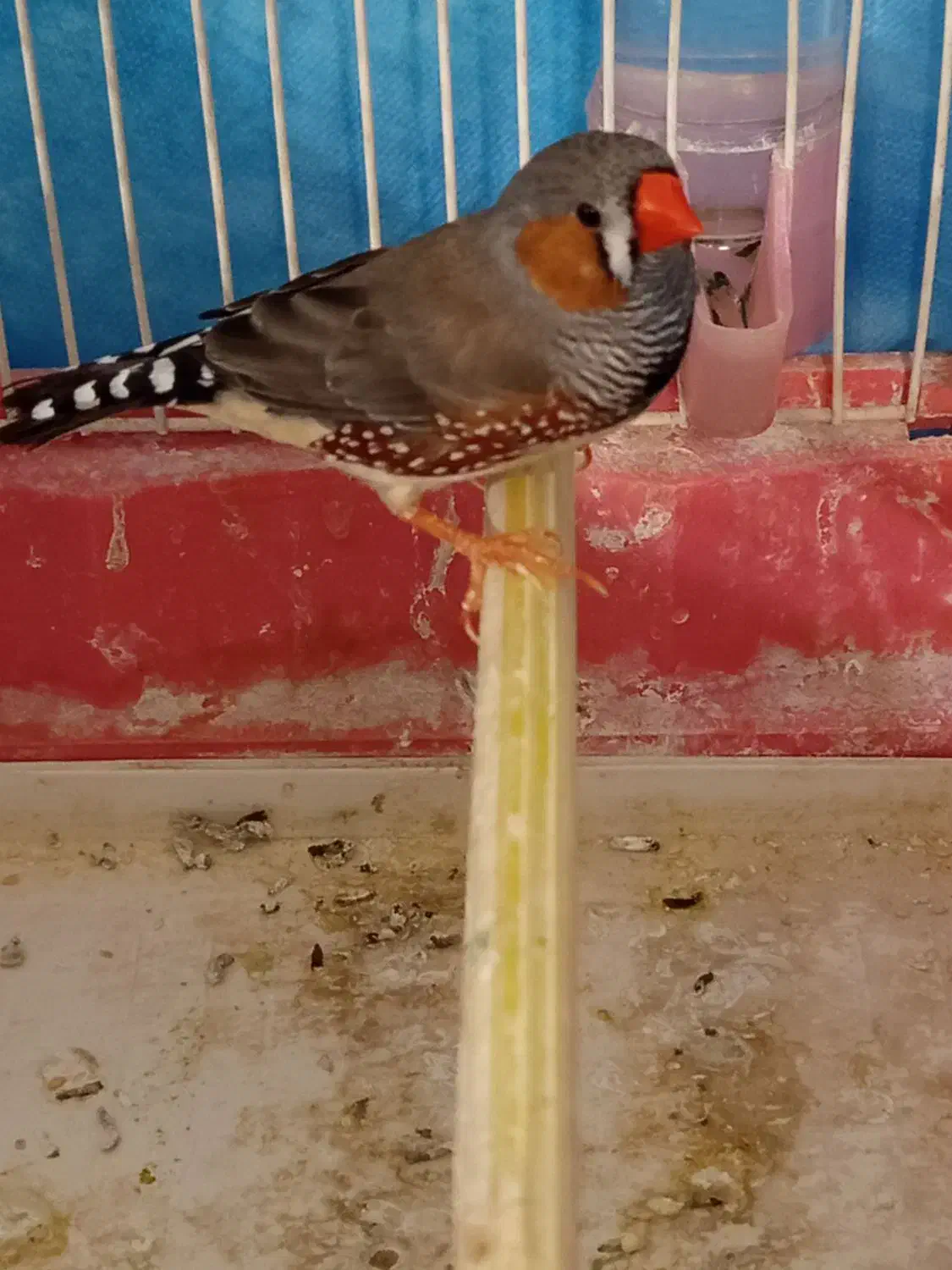 فنج نر یه جفت|پرنده|خسروشاه, |دیوار