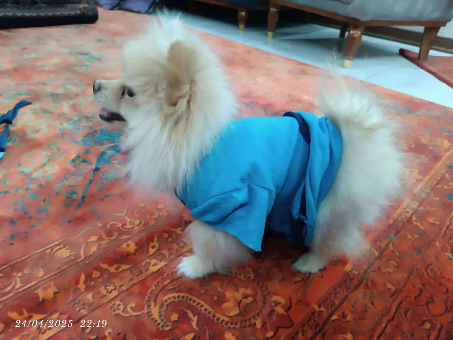 سگ پامر|سگ|کرمان, |دیوار