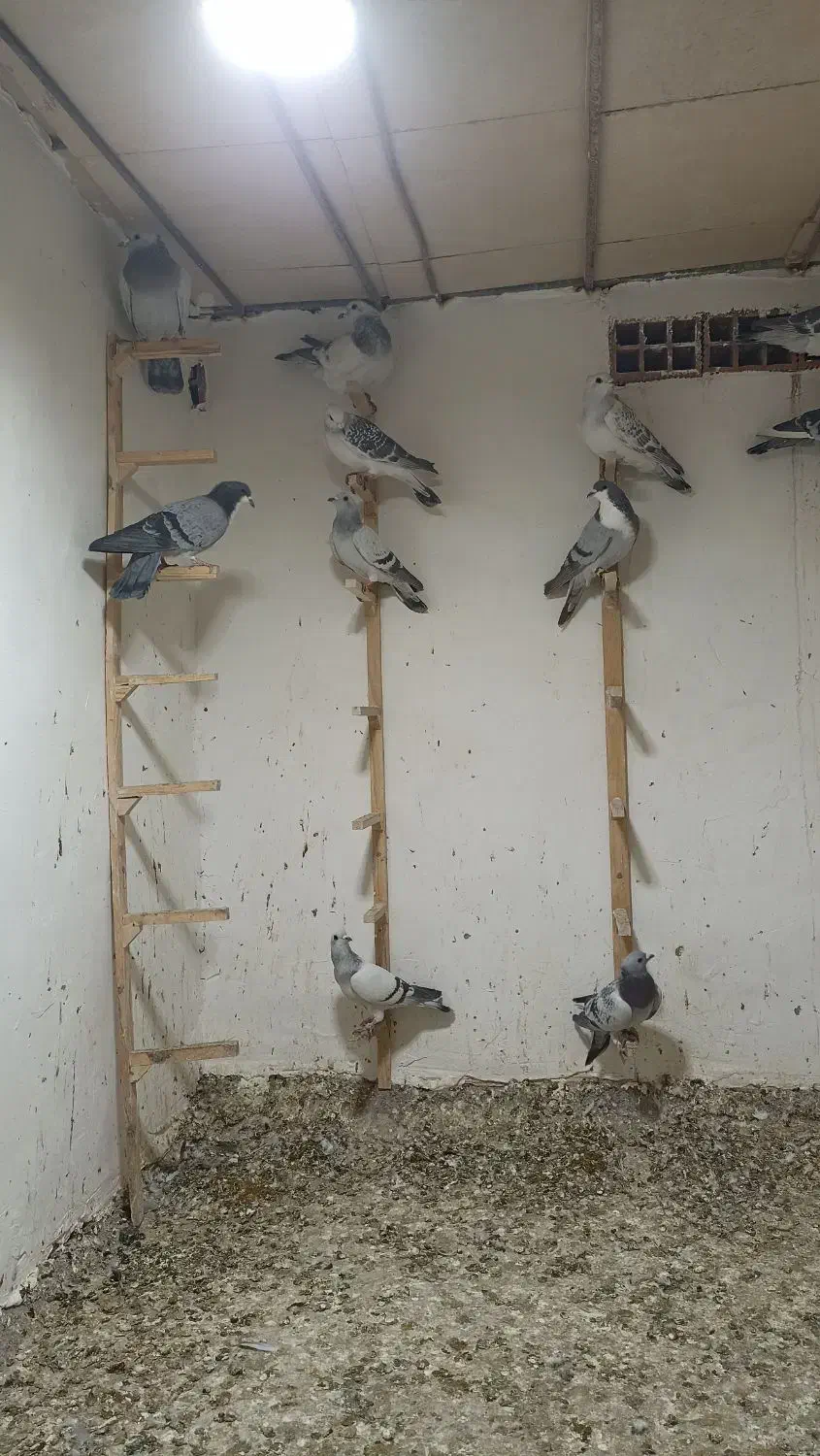 کفتر نر  زدخوردی|پرنده|راور, |دیوار