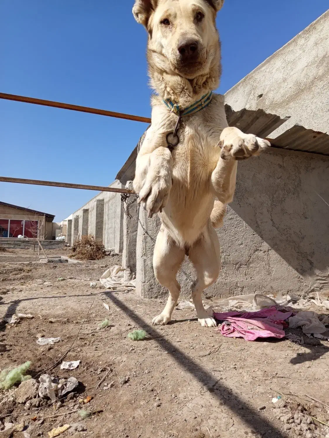 سگ سرابی|سگ|رباط‌کریم, حصار مهتر|دیوار