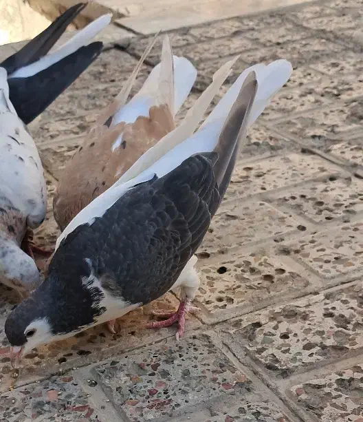 ساده چپ|پرنده|مشهد, محمدآباد|دیوار