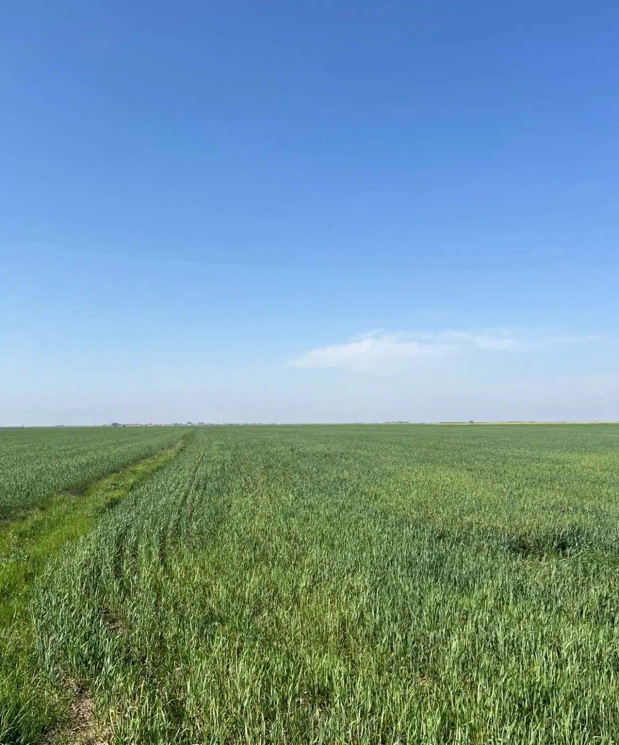 زمین کشاورزی با سند شش دانگ|فروش زمین و ملک کلنگی|بندر ترکمن, |دیوار