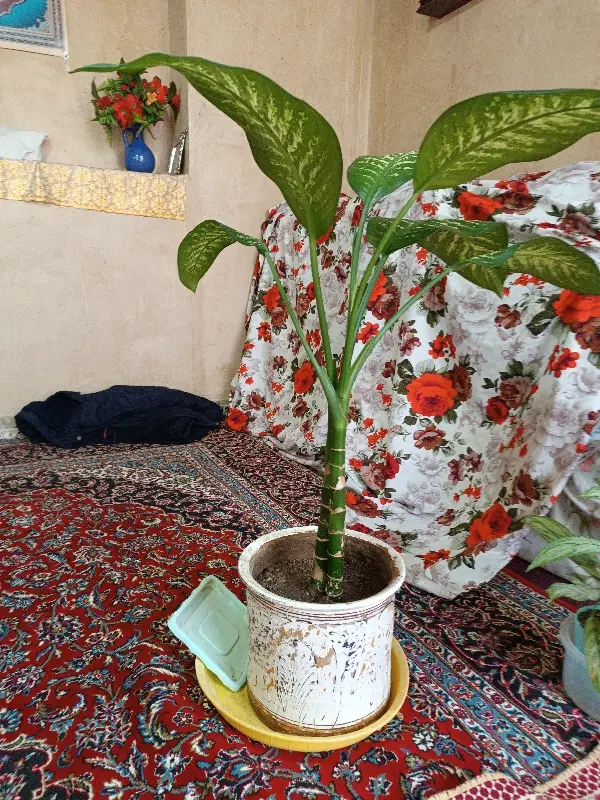 گل و|گل و گیاه طبیعی|نهاوند, |دیوار
