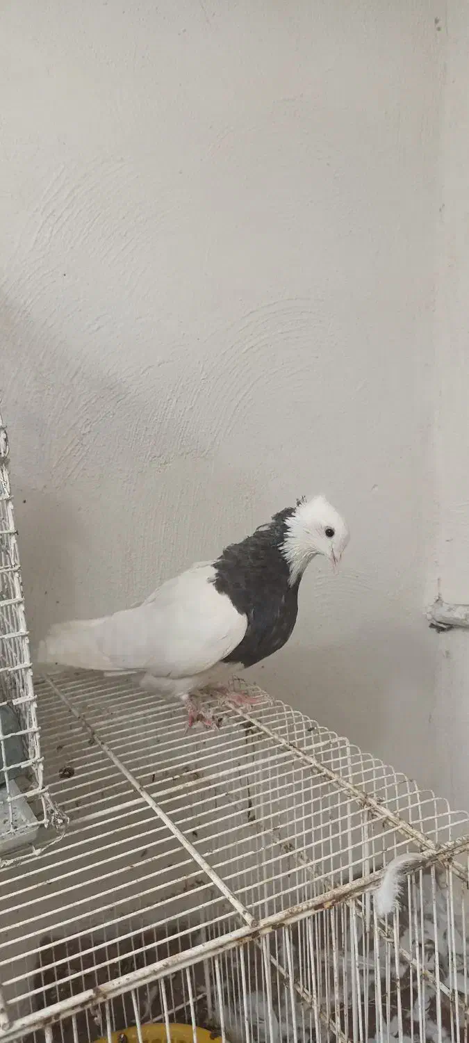 طوقی ماده|پرنده|دوگنبدان, |دیوار