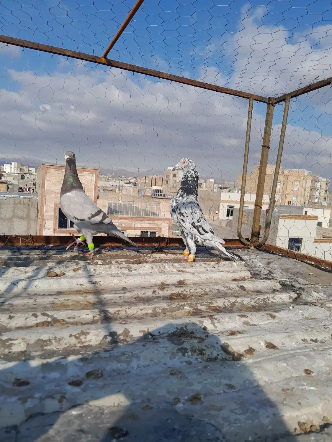 کبوتر کفتر|پرنده|اقبالیه, |دیوار