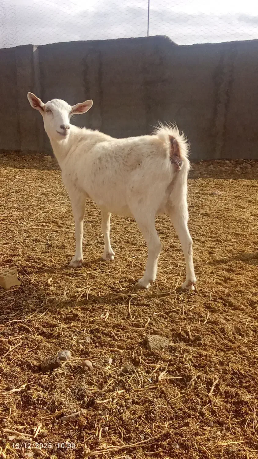 بز داشتی|حیوانات مزرعه|سده (خراسان جنوبی), |دیوار