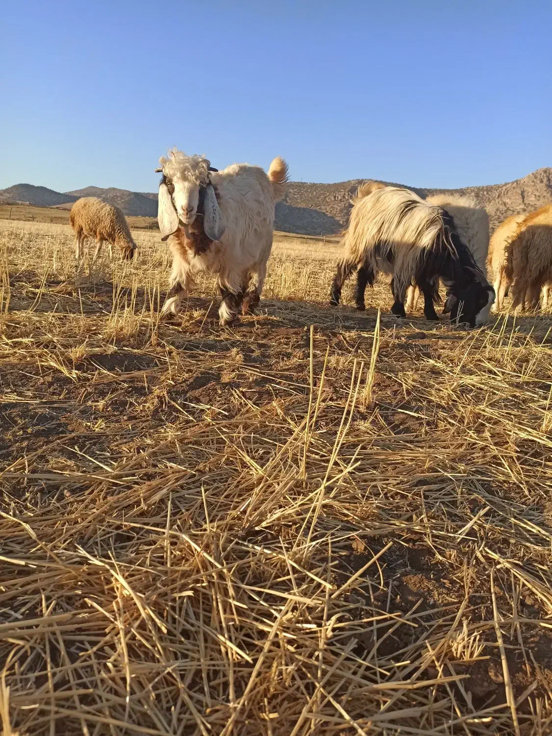 بز و بز غاله|حیوانات مزرعه|گوآور, |دیوار