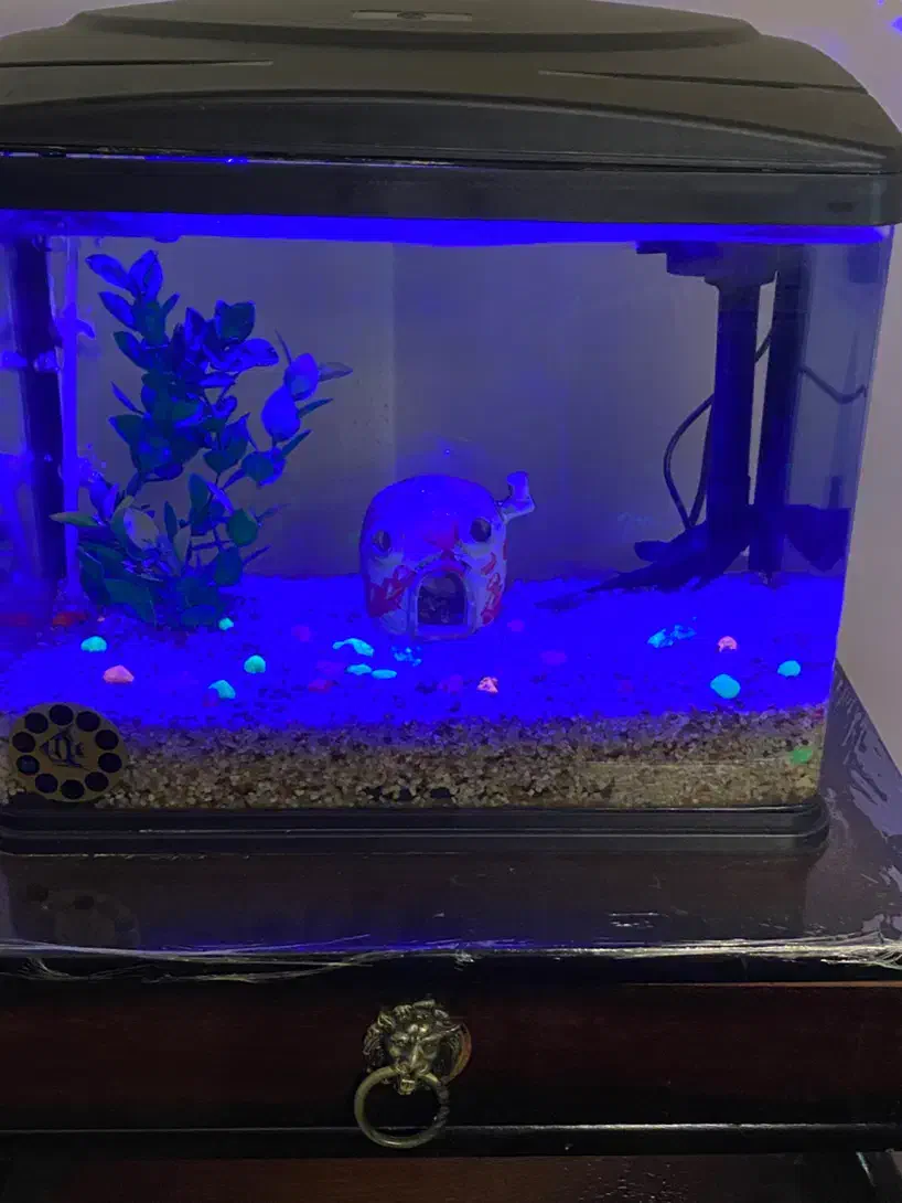 آکواریوم ماهیران طول۳۸ عرض ۲۱ ارتفاع۳۳|ماهی|تهران, لویزان|دیوار