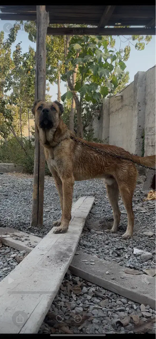 سگ نر سرابی|سگ|کرج, آق تپه|دیوار