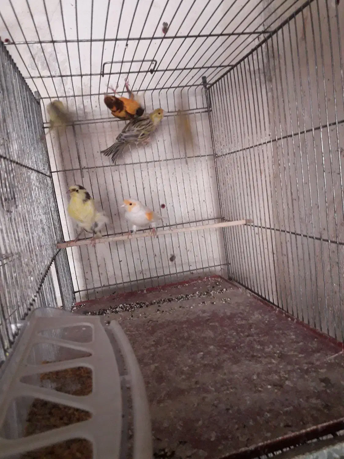 ۲۵ عددقناری درجه یک|پرنده|نهاوند, |دیوار