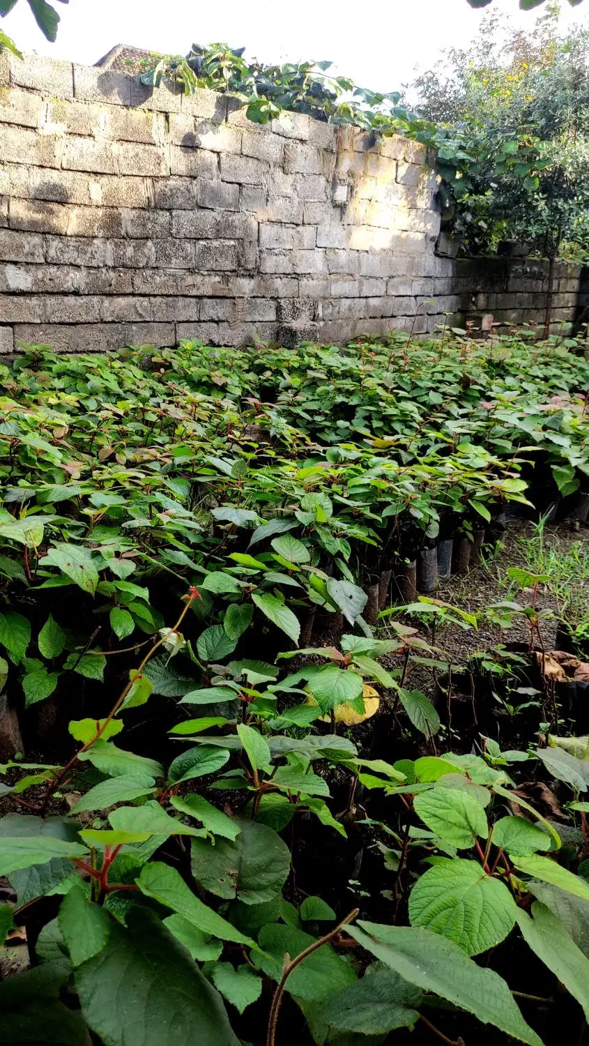 نهال کیوی تلخ|گل و گیاه طبیعی|چوبر, |دیوار