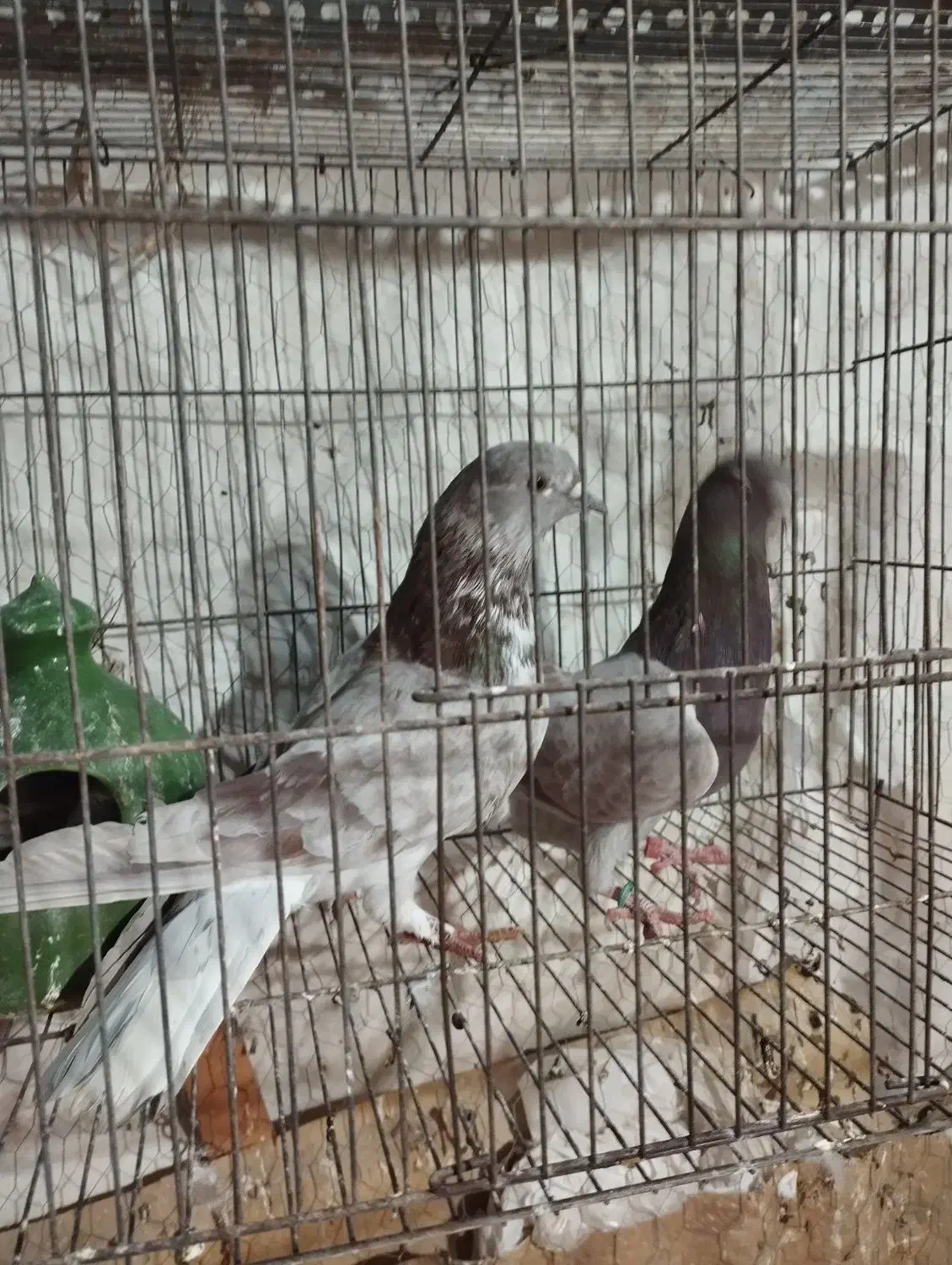 چندجفت کفترخوب|پرنده|پاکدشت, پاکدشت (مامازند)|دیوار