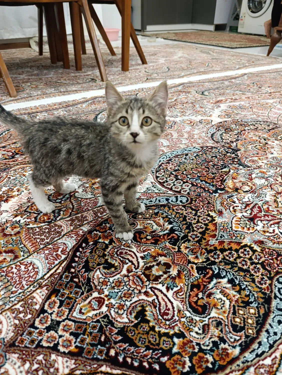 واگذاری رایگان گربه دو ماهه بازیگوش ولی مظلوم|گربه|ارومیه, |دیوار