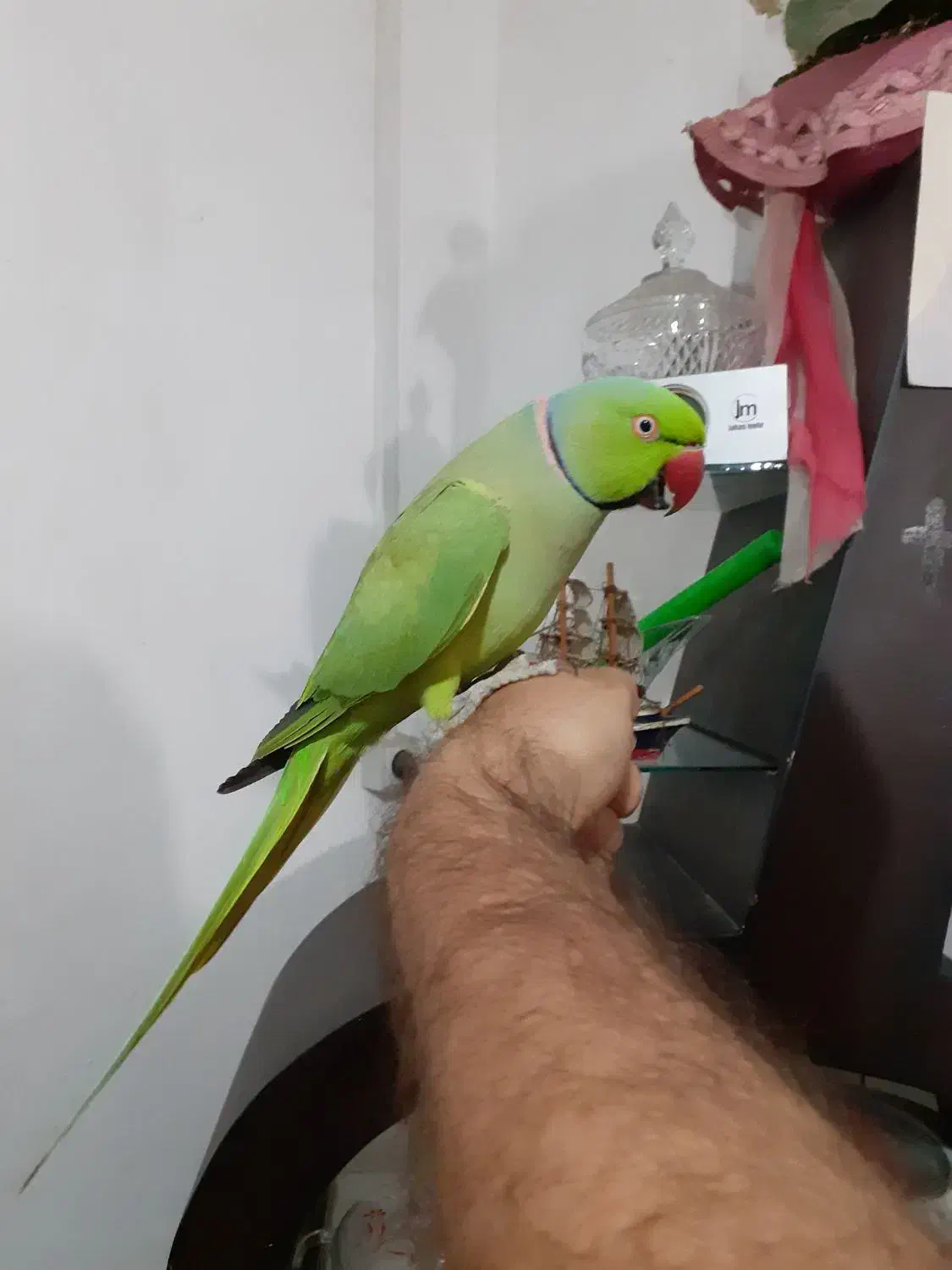 طوطی ملنگو سخنگو رام با قفس تمام لوازم|پرنده|رشت, جانبازان|دیوار