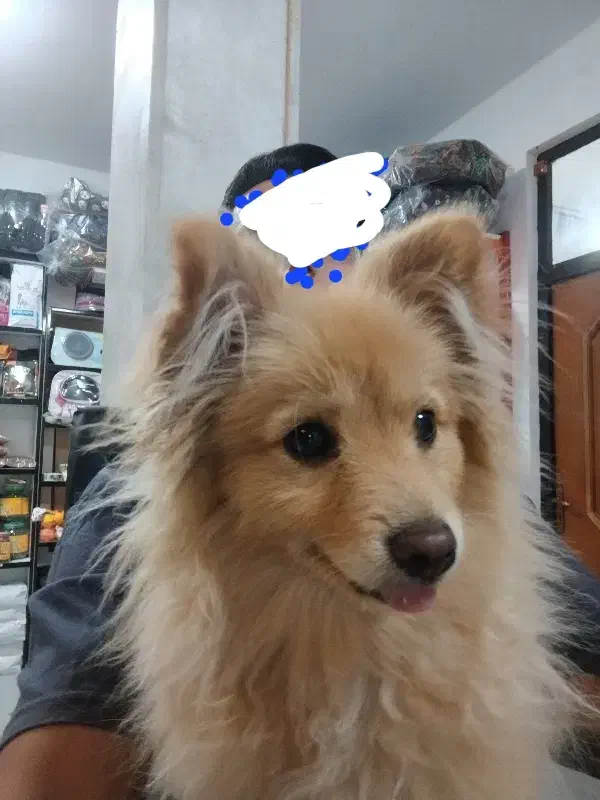 گمشده سگ پامرانین روباهی|حیوانات|خرمآباد, |دیوار