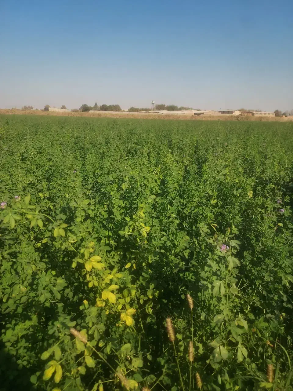 یونجه|عمدهفروشی|بهارستان, |دیوار