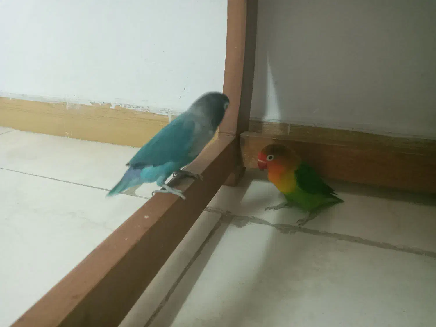 یک جفت طوطی برزیلی|پرنده|رشت, حمیدیان|دیوار