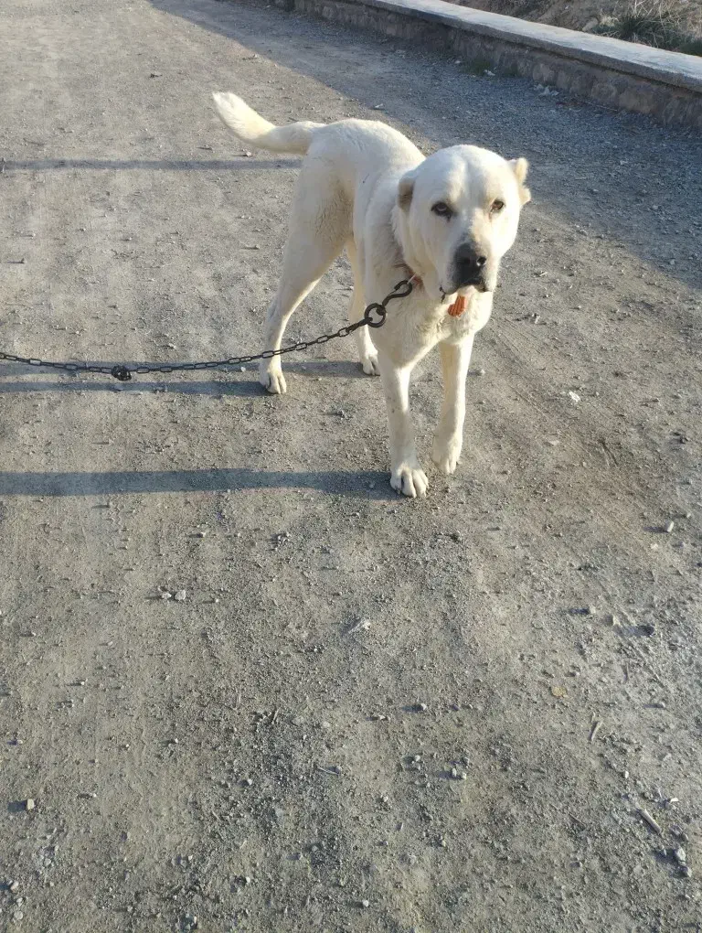 این سگ گمشده.|حیوانات|قره چای, |دیوار