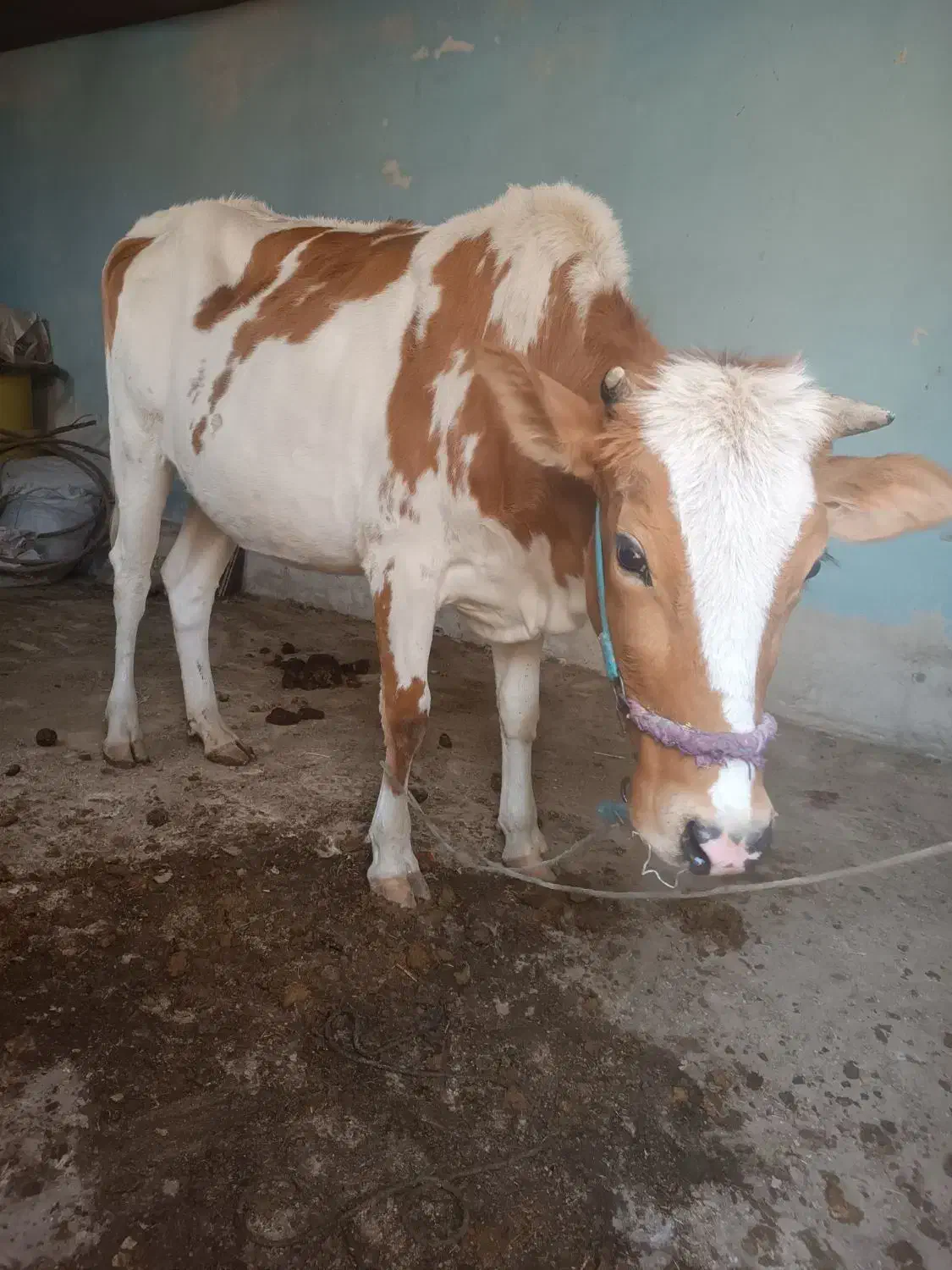 گاو جرسی حامله 7 ماهه|حیوانات مزرعه|بندر ماهشهر, |دیوار