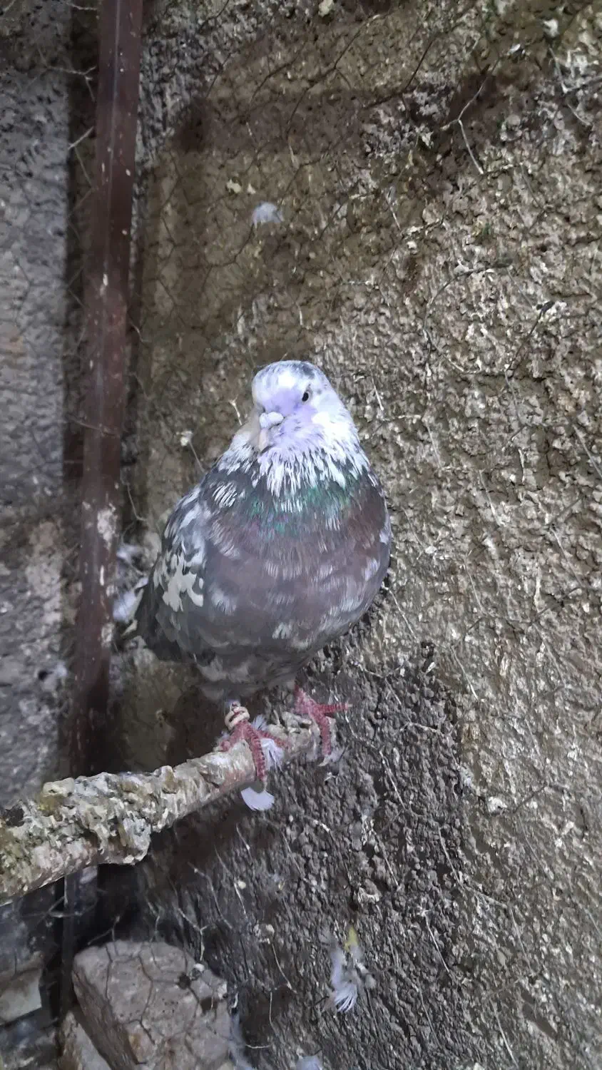 کبوتر با کفتر نر پرشی|پرنده|پاکدشت, پاکدشت (مامازند)|دیوار