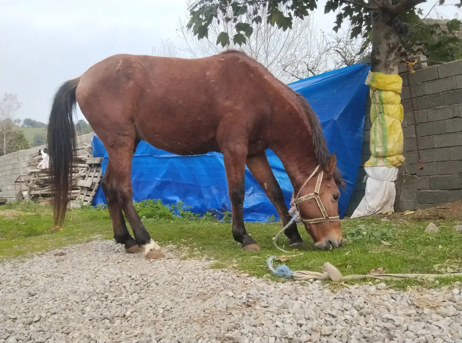 اسب نر|حیوانات مزرعه|آستارا, |دیوار