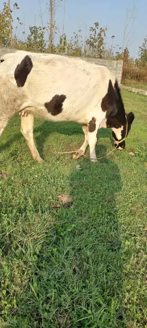 گاوهلشتاین|حیوانات مزرعه|آستانه اشرفیه, |دیوار