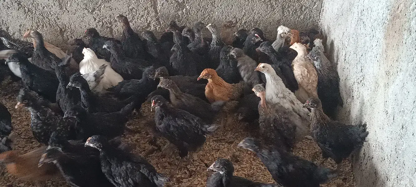 جوجه سه۳ماه گلپایگان ی جهاد ی مرغ|حیوانات مزرعه|اصفهان, نصرآباد|دیوار