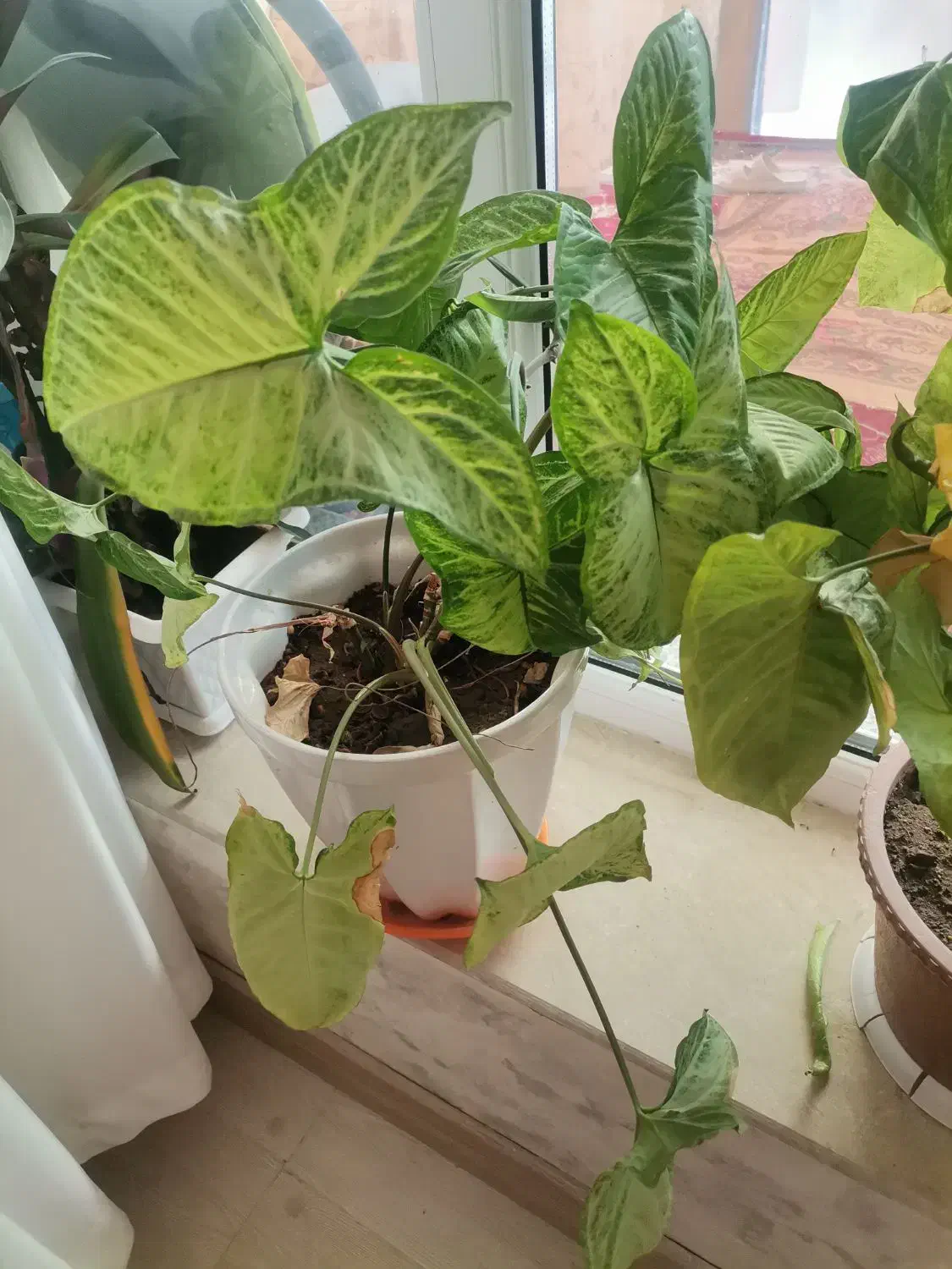 گل طبیعی|گل و گیاه طبیعی|اهر, |دیوار