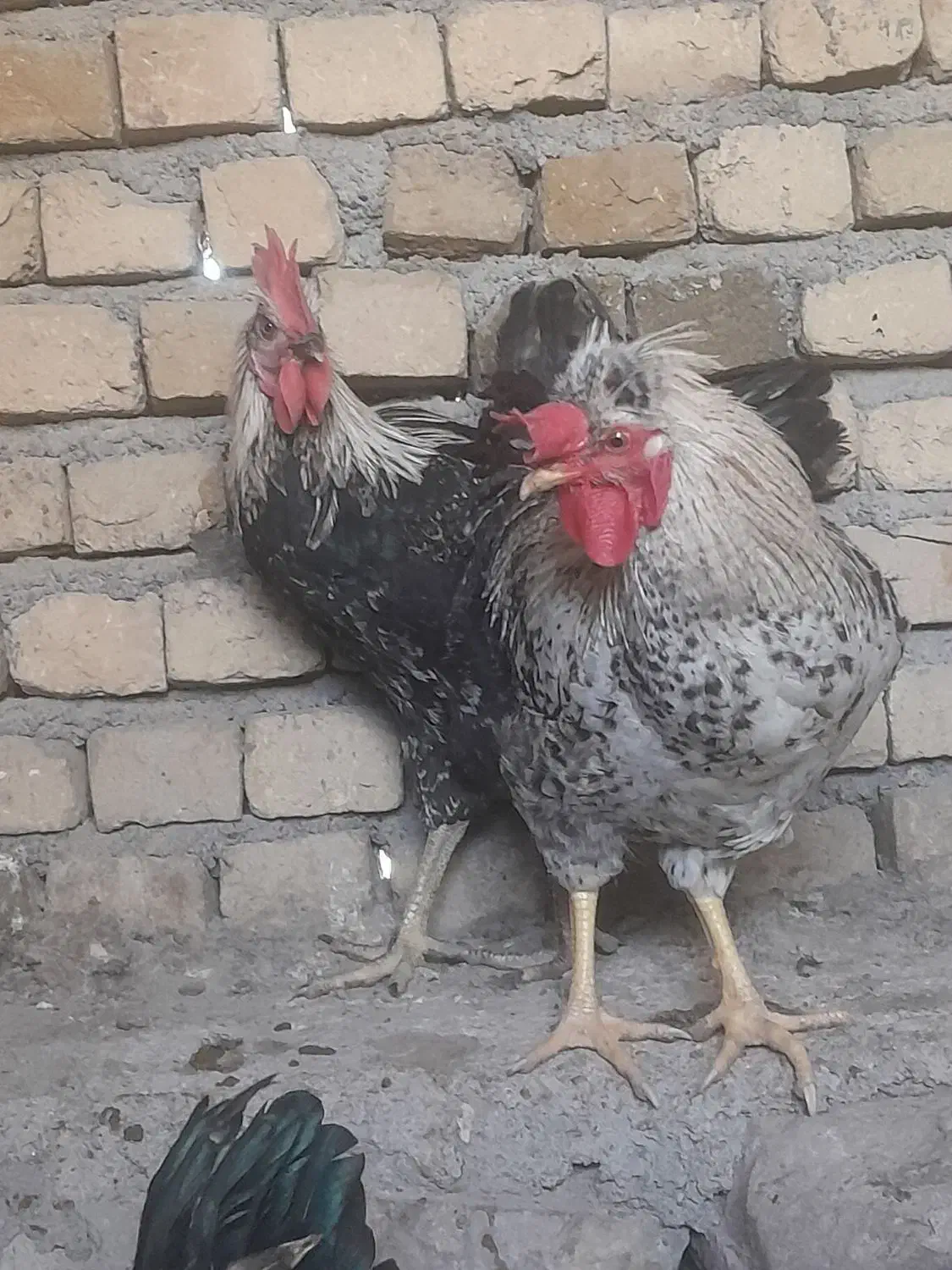 خروس|حیوانات مزرعه|مشهد, ویلاشهر|دیوار