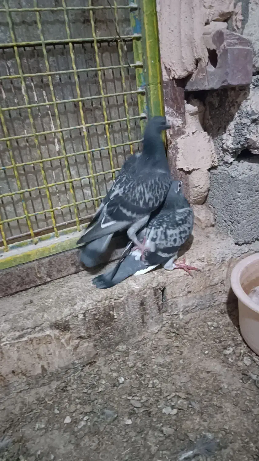 مسافتی|حراج|محمدبار, |دیوار