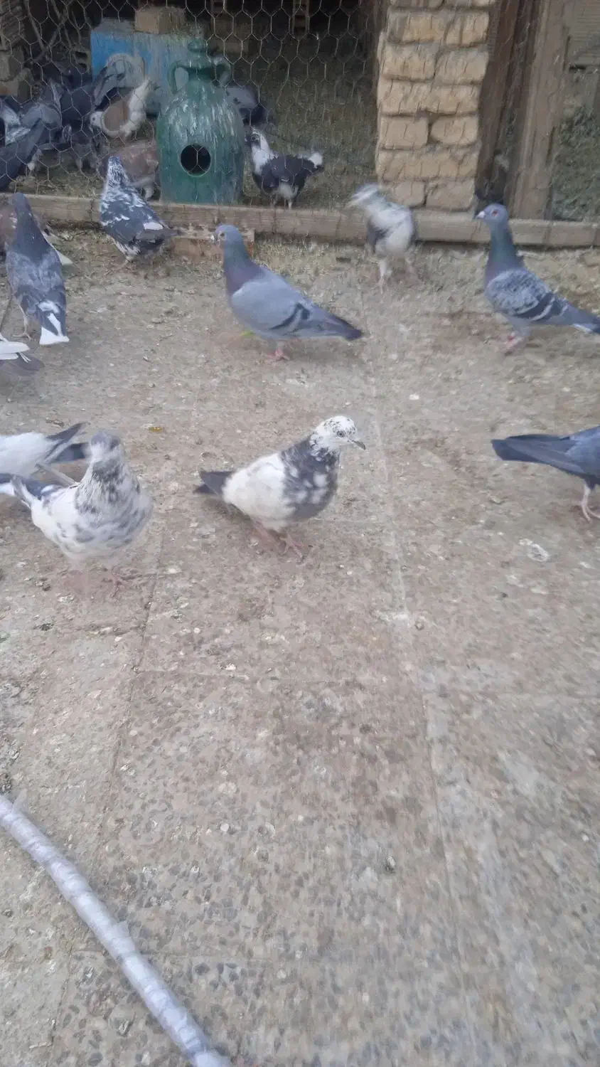 تهرانی دولتهای ۸۰ تومن|پرنده|فلاورجان, |دیوار