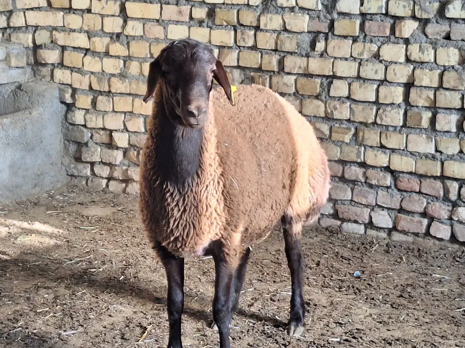 بره قوچ همو و هترو|حیوانات مزرعه|اسفراین, |دیوار